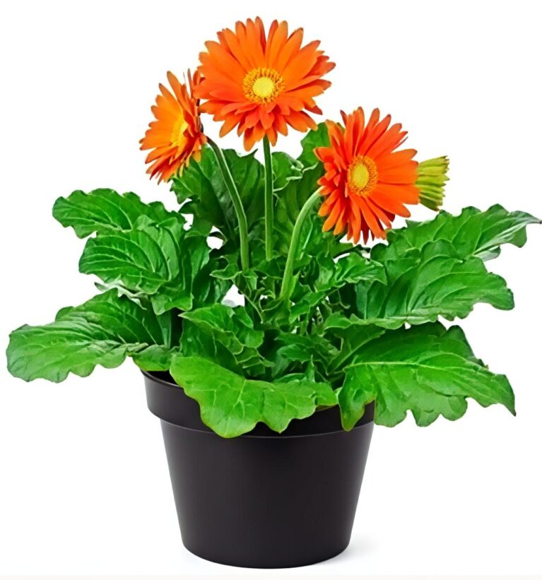 -Gerbera Plant-