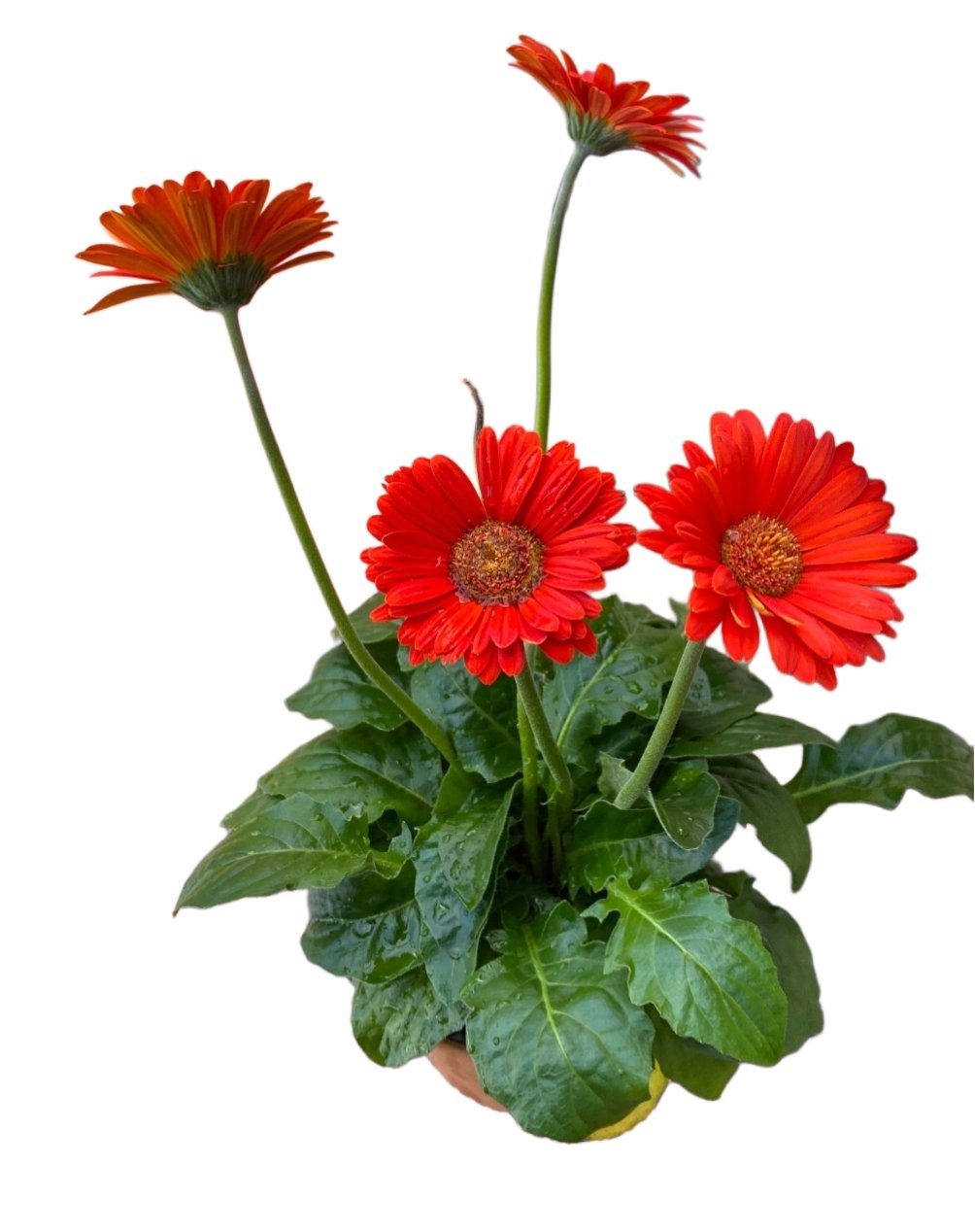 -Gerbera Plant-