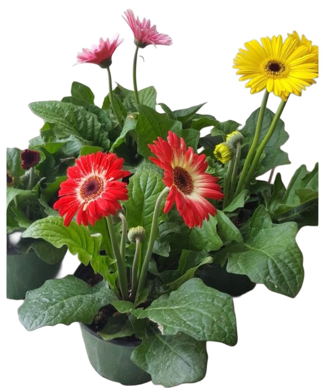 -Gerbera Plant-