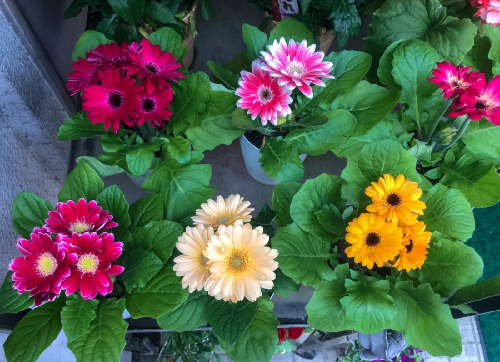 -Gerbera Plant-