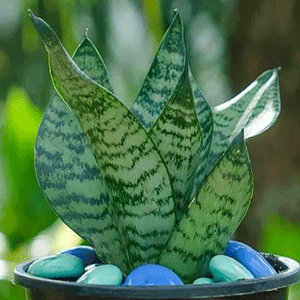 Snake Plant