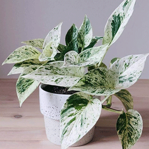 Money Plant (Marble Queen)