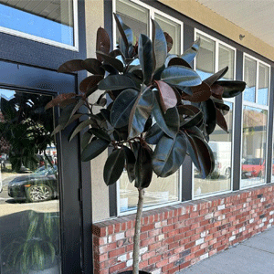 Rubber Plant (Burgundy)