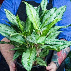 Aglaonema Silver Queen