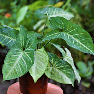 Syngonium (Green)