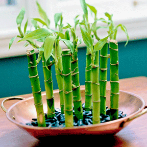 Lucky Bamboo