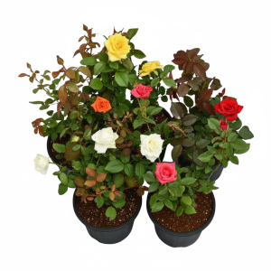 Rose (5-7 colour available)