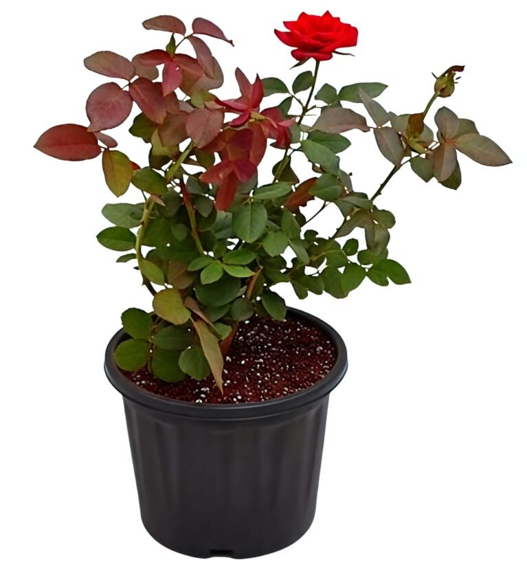 Rose plant