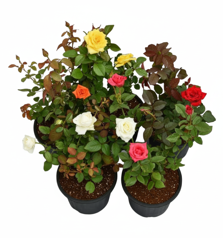 Rose (5-7 colour available)