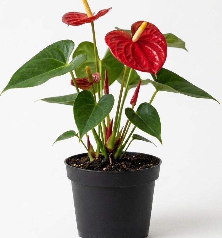 -Anthurium Plant-