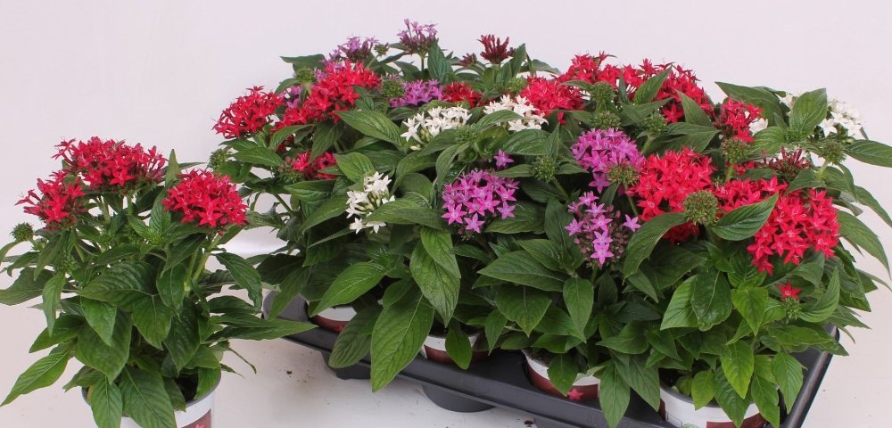 -Pentas Plant-(Any Colour