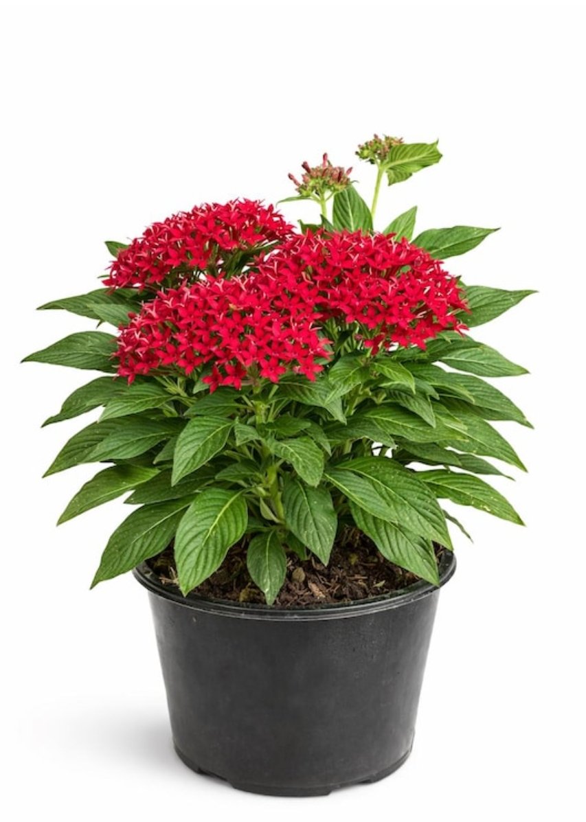 -Pentas Plant-(Any Colour