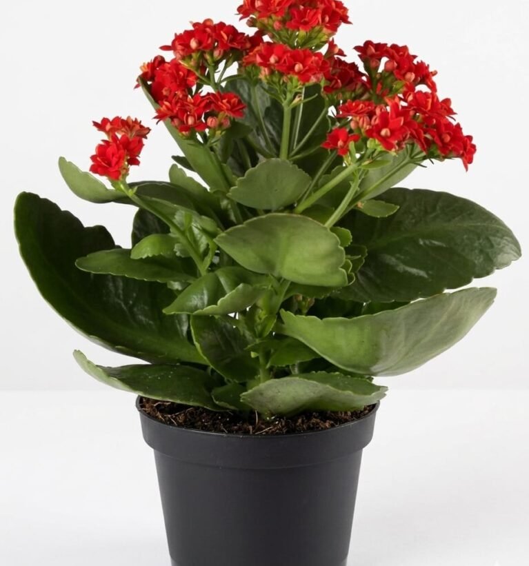 -kalanchoe Plant-(Any Colour)