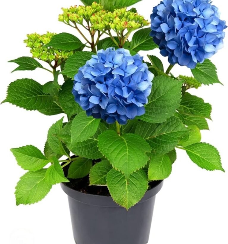 -Hydrangea Plant-