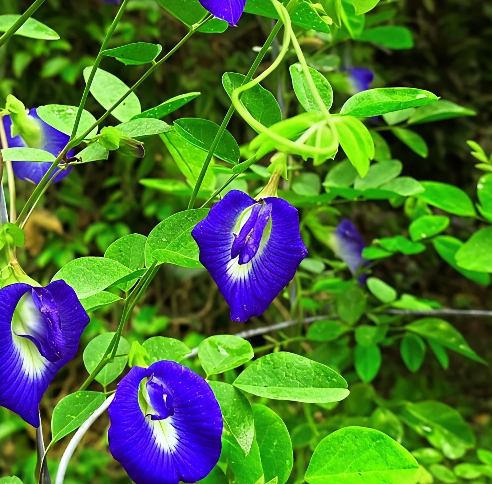 -Aparajita Plant-