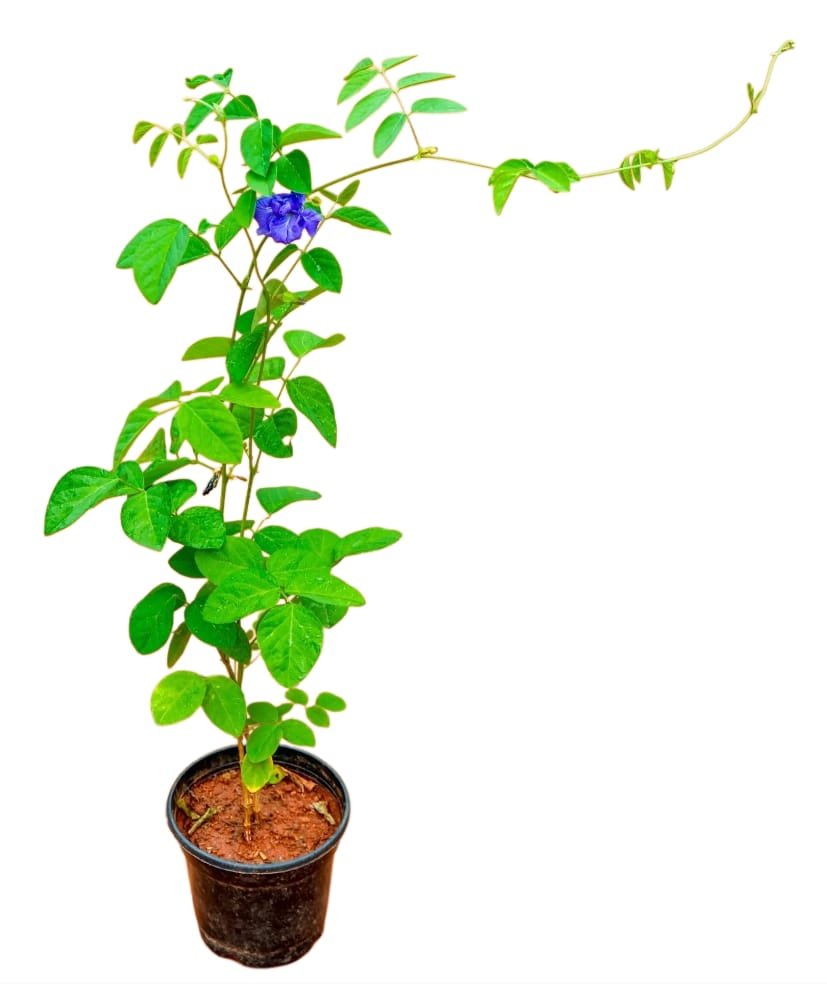 -Aparajita Plant-