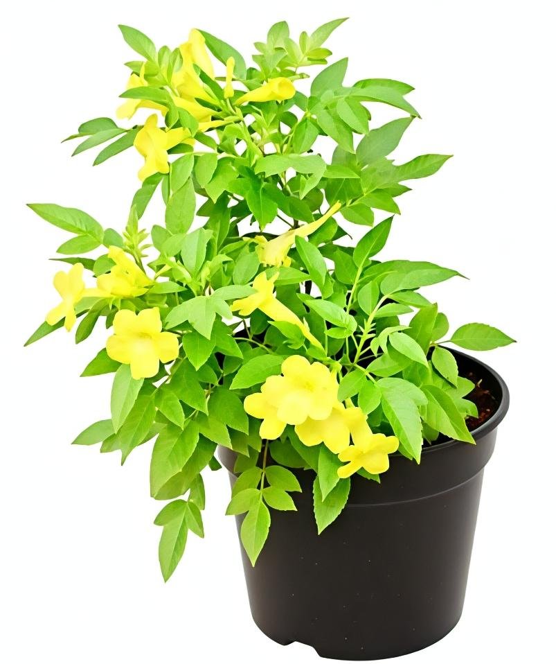 -Tecoma Plant-