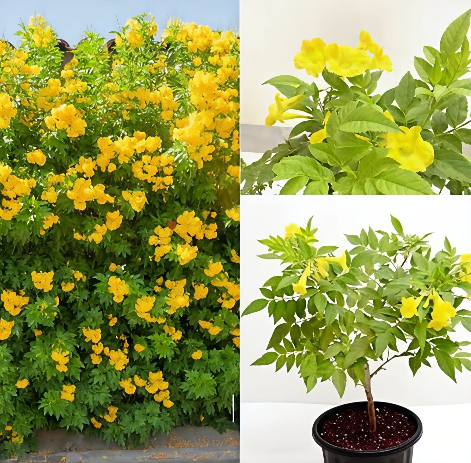 -Tecoma Plant-