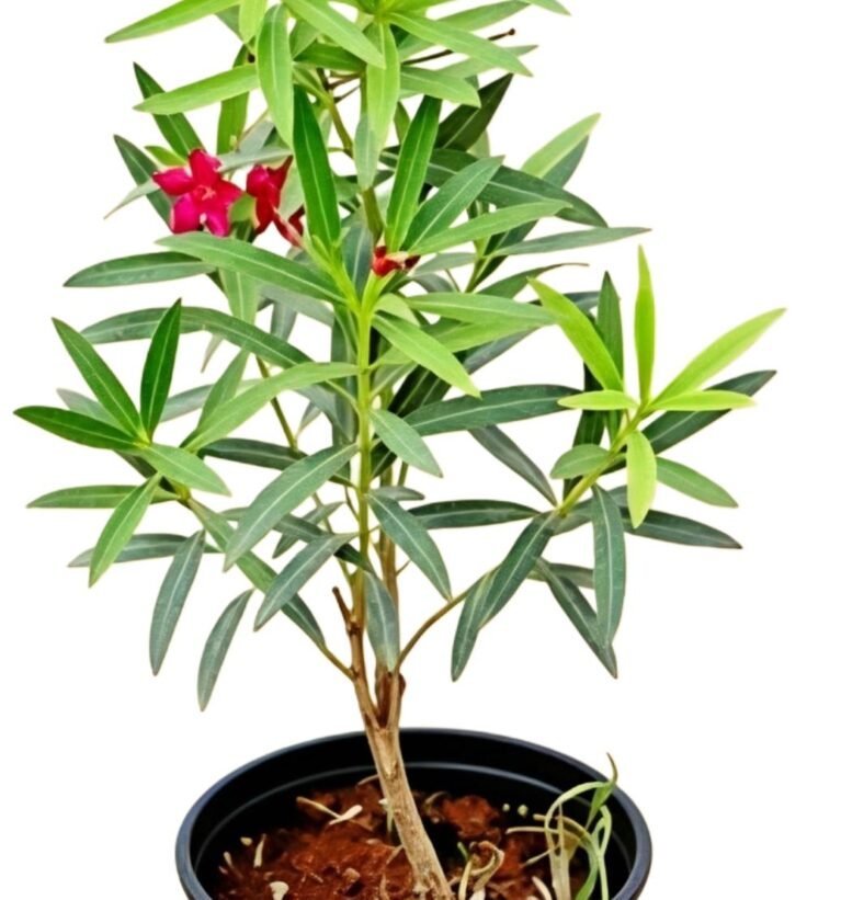 -Kaner Plant-