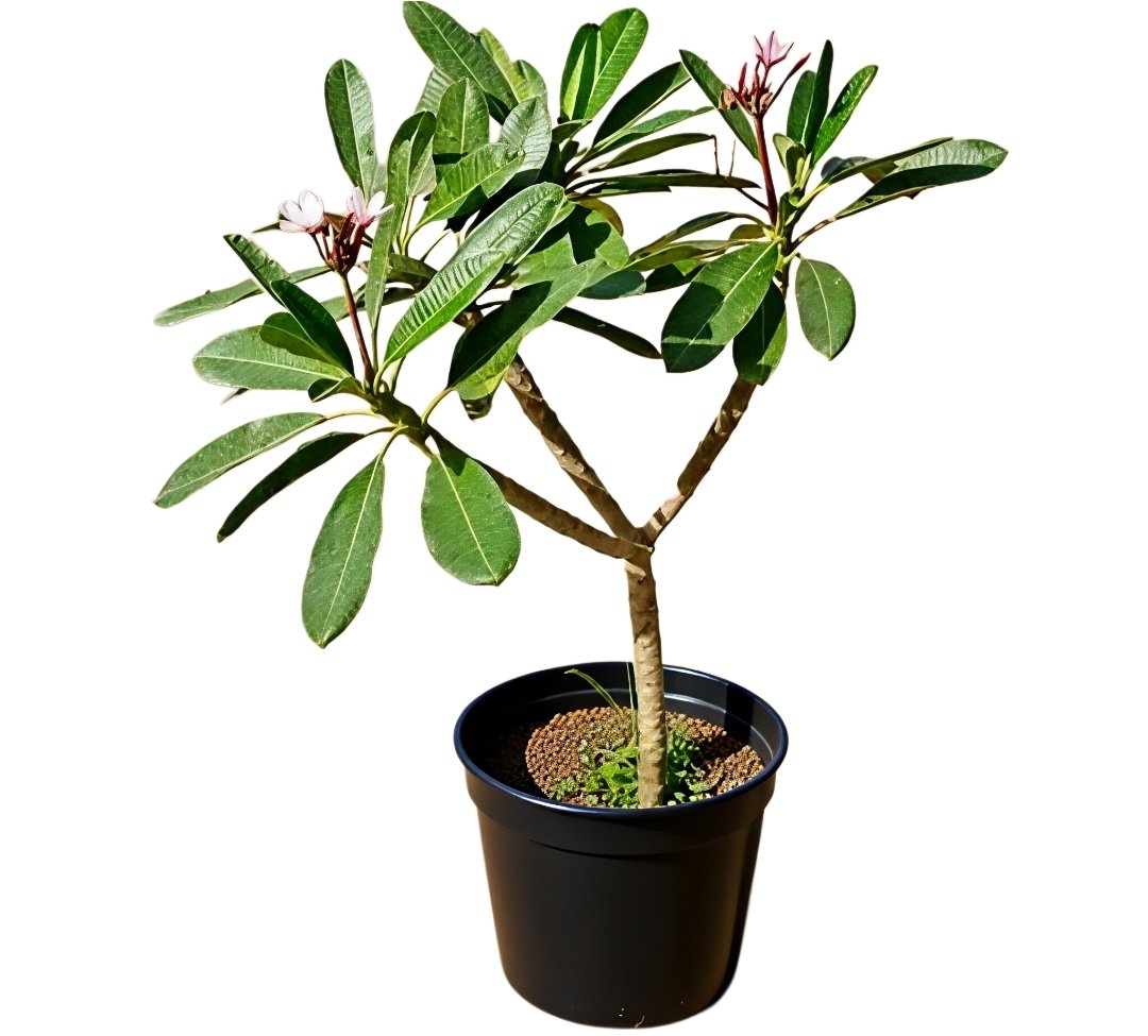 -Champa Plant-