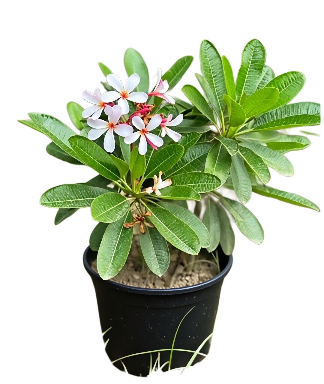 -Champa Plant-