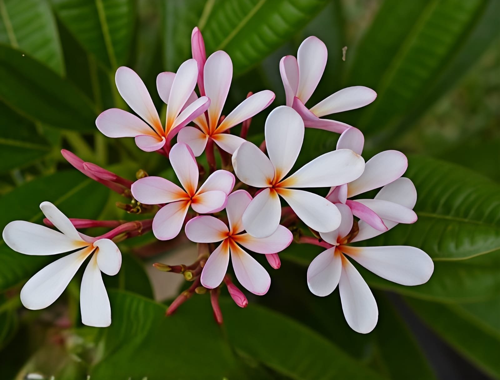 -Champa Plant-