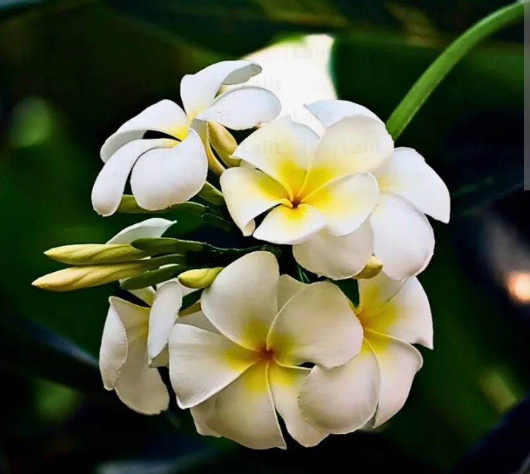 -Champa Plant-