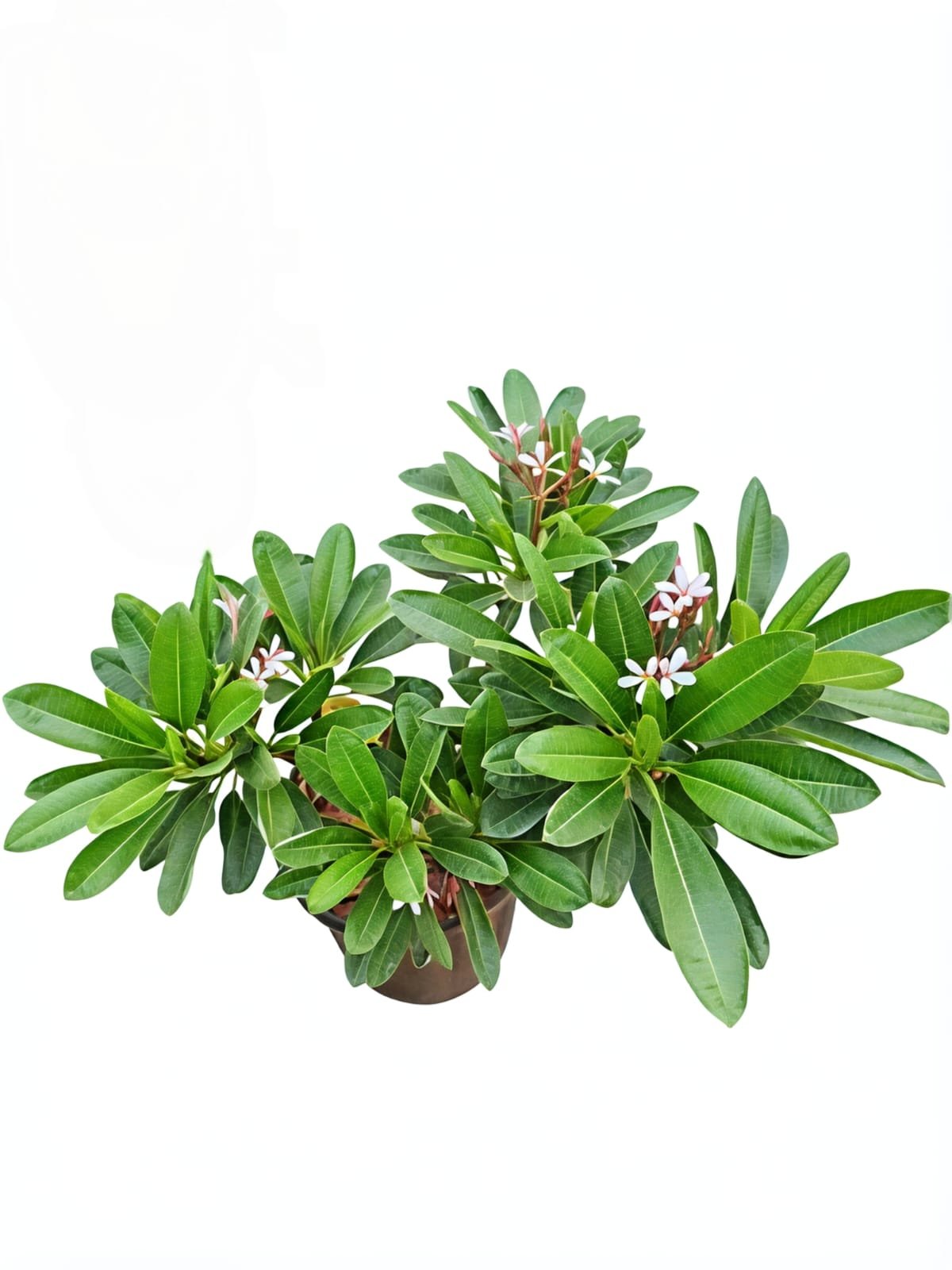 -Champa Plant-