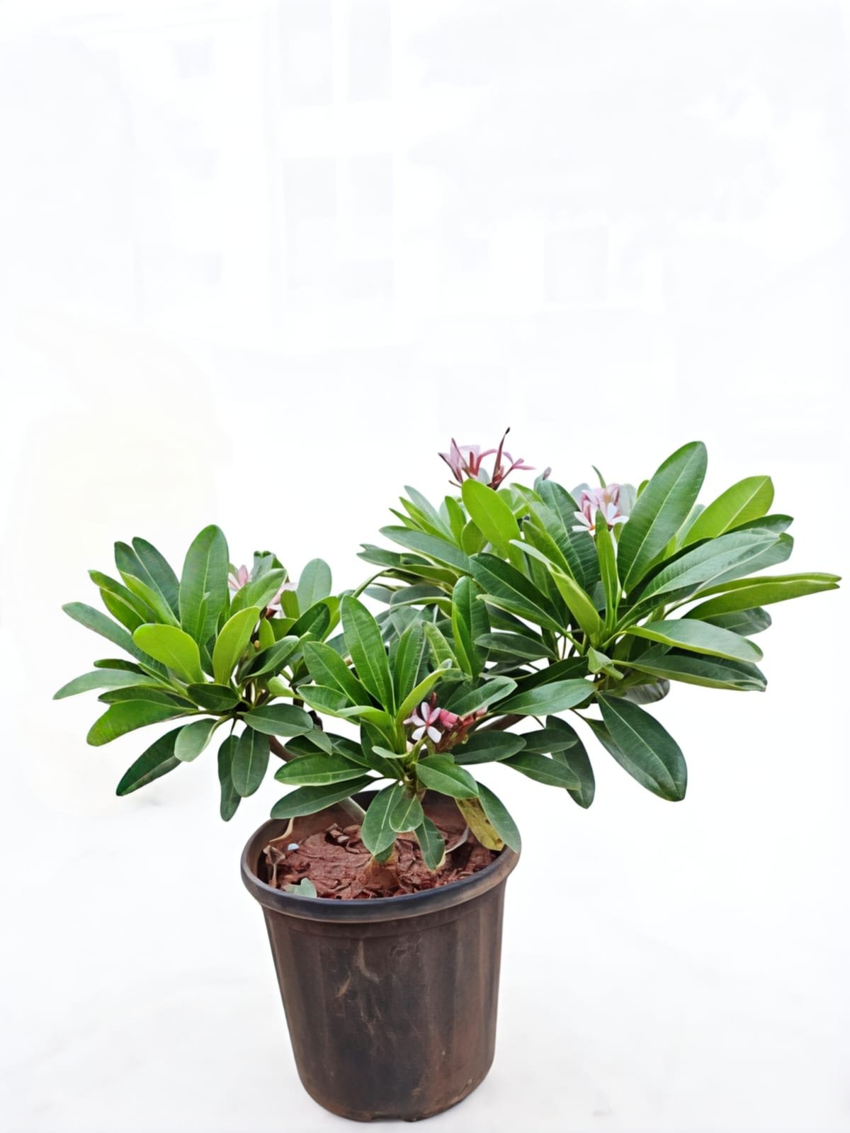 -Champa Plant-