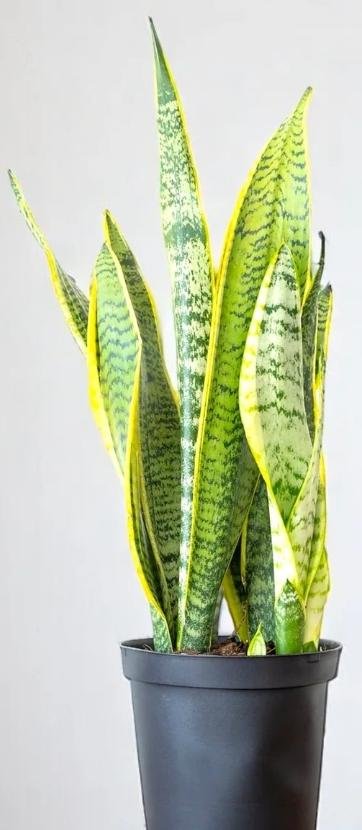 -Snake Plant-