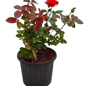 Rose plant