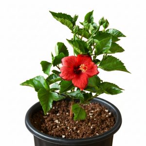 Hibiscus Plant