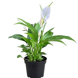 -Peace Lily Plant-