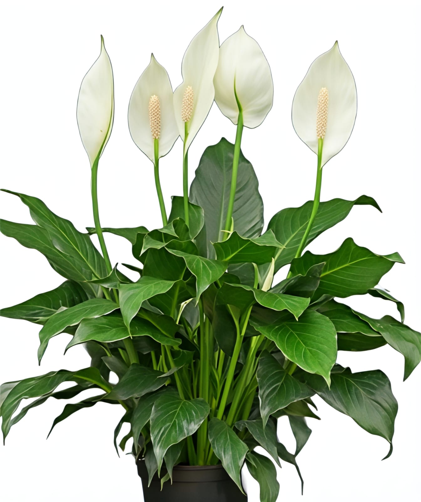 -Peace Lily Plant- - Image 3