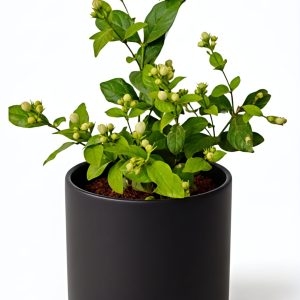 -Mogra Plant-