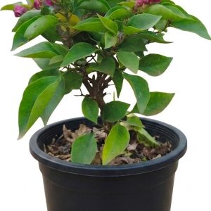 -Bougainvillea Plant-