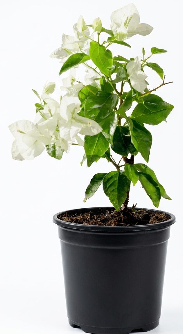 -Bougainvillea Plant- - Image 5