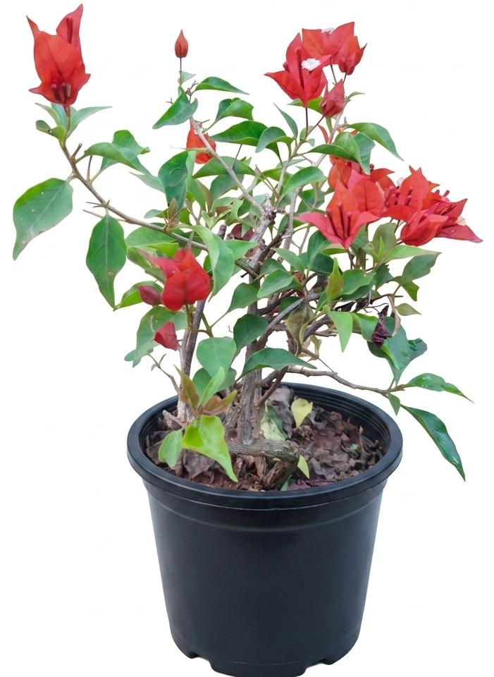 -Bougainvillea Plant- - Image 3