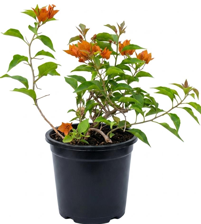 -Bougainvillea Plant- - Image 4
