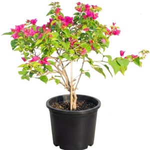 -Bougainvillea, Boganvilla plant,- XL