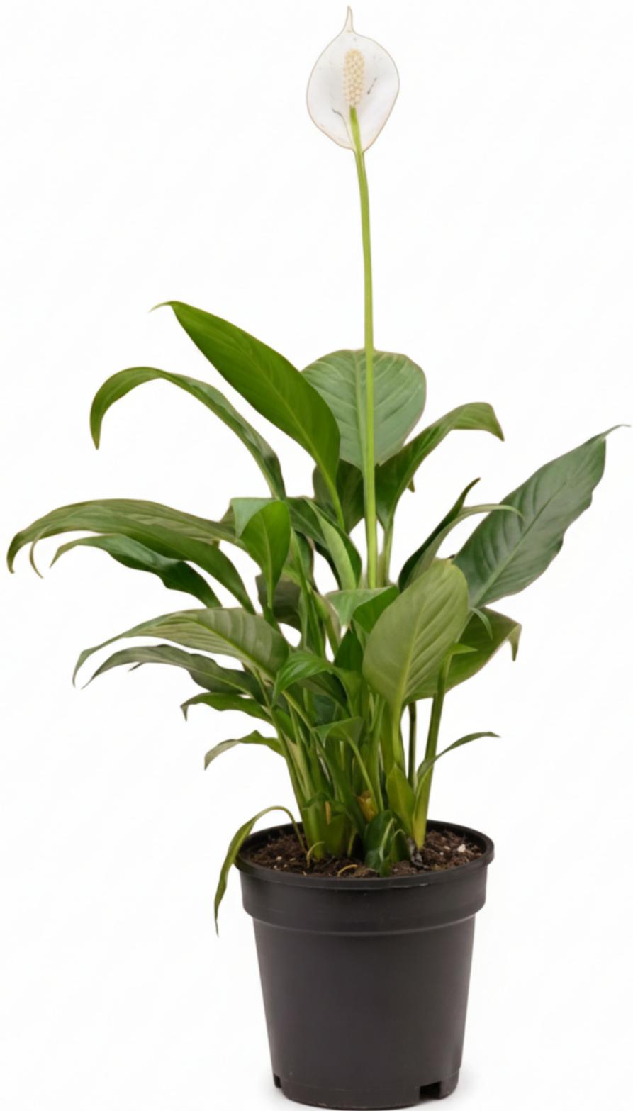 -Peace Lily Plant- - Image 2
