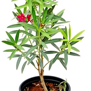 -Kaner Plant-