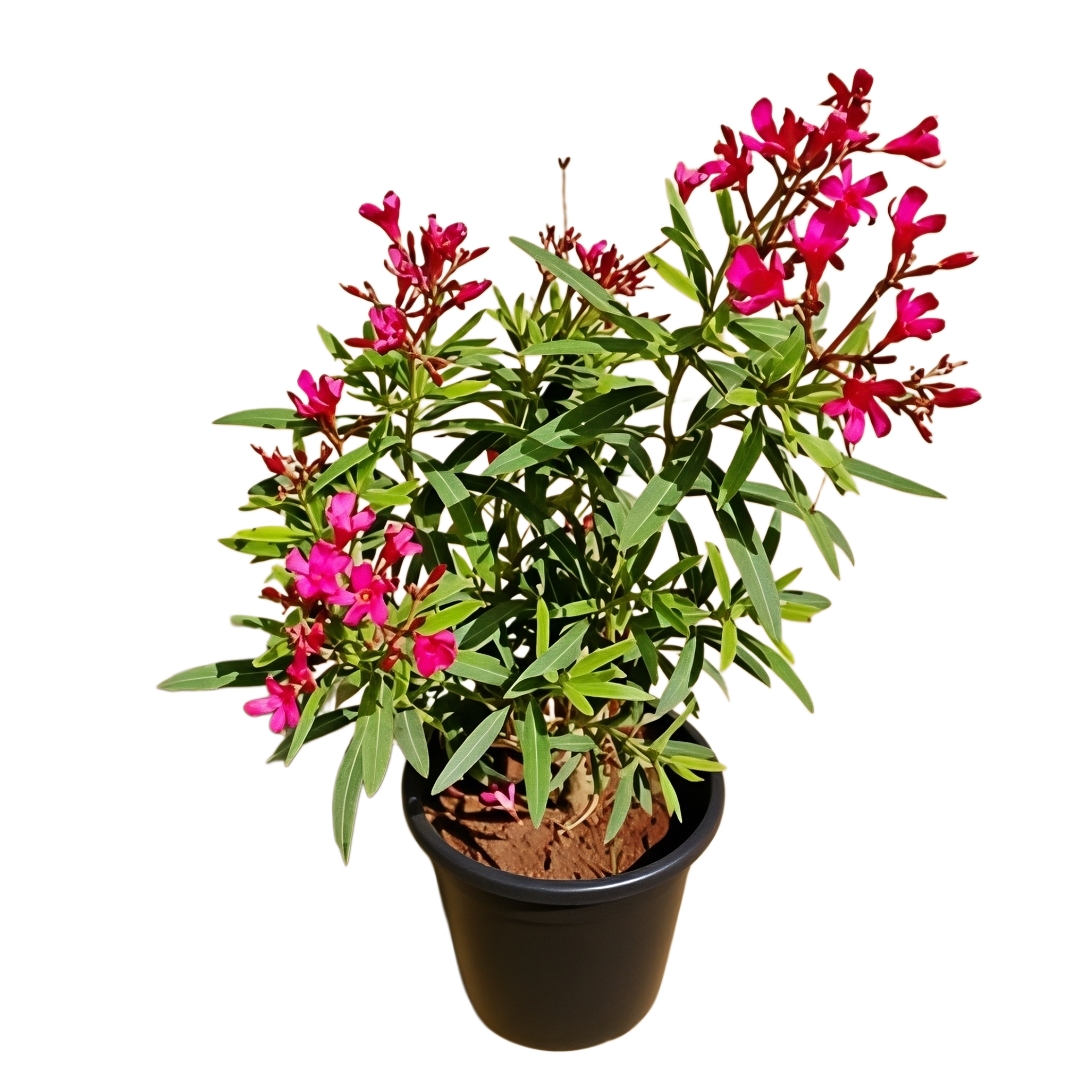 -Kaner Plant- - Image 2