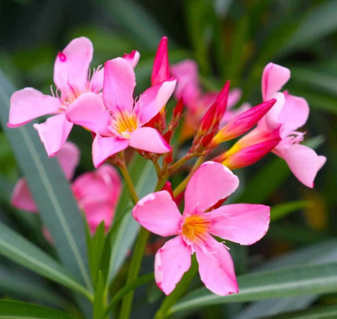 -Kaner Plant- - Image 4