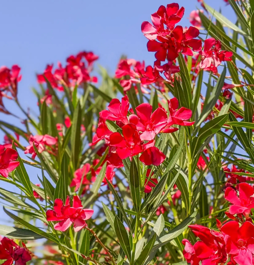 -Kaner Plant- - Image 5