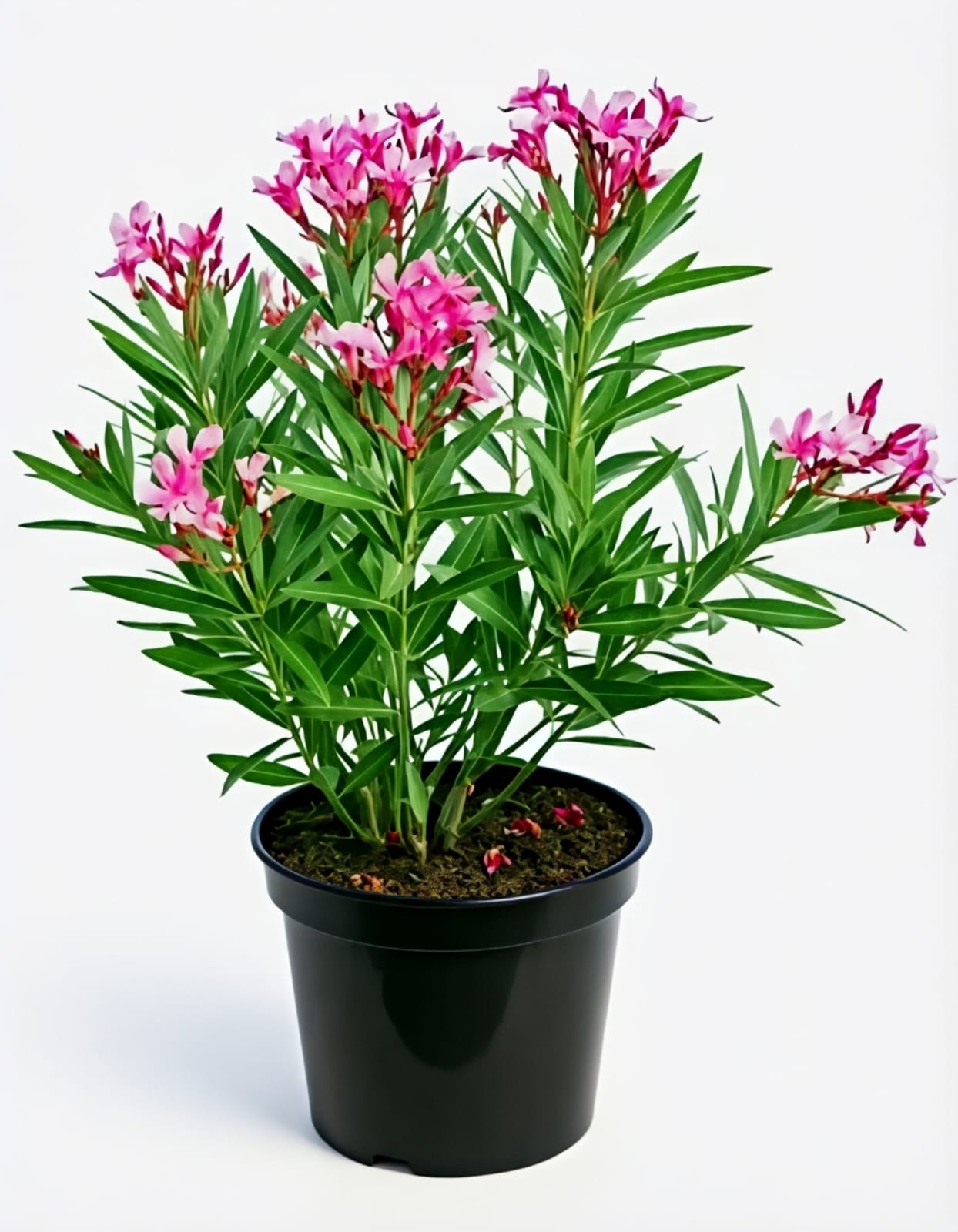 -Kaner Plant- - Image 3