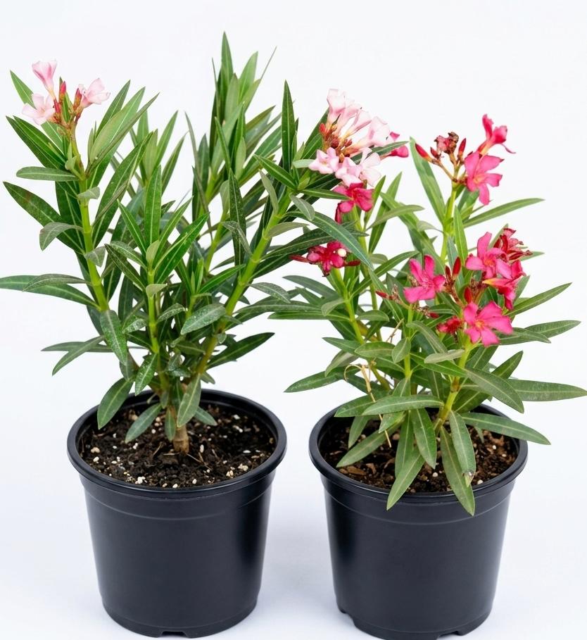 -Kaner Plant- - Image 6