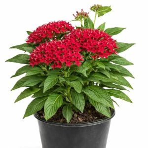 -Pentas Plant-(Any Colour