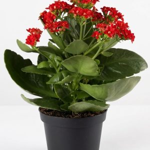 -kalanchoe Plant-(Any Colour)