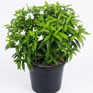 -Tagar Plant-
